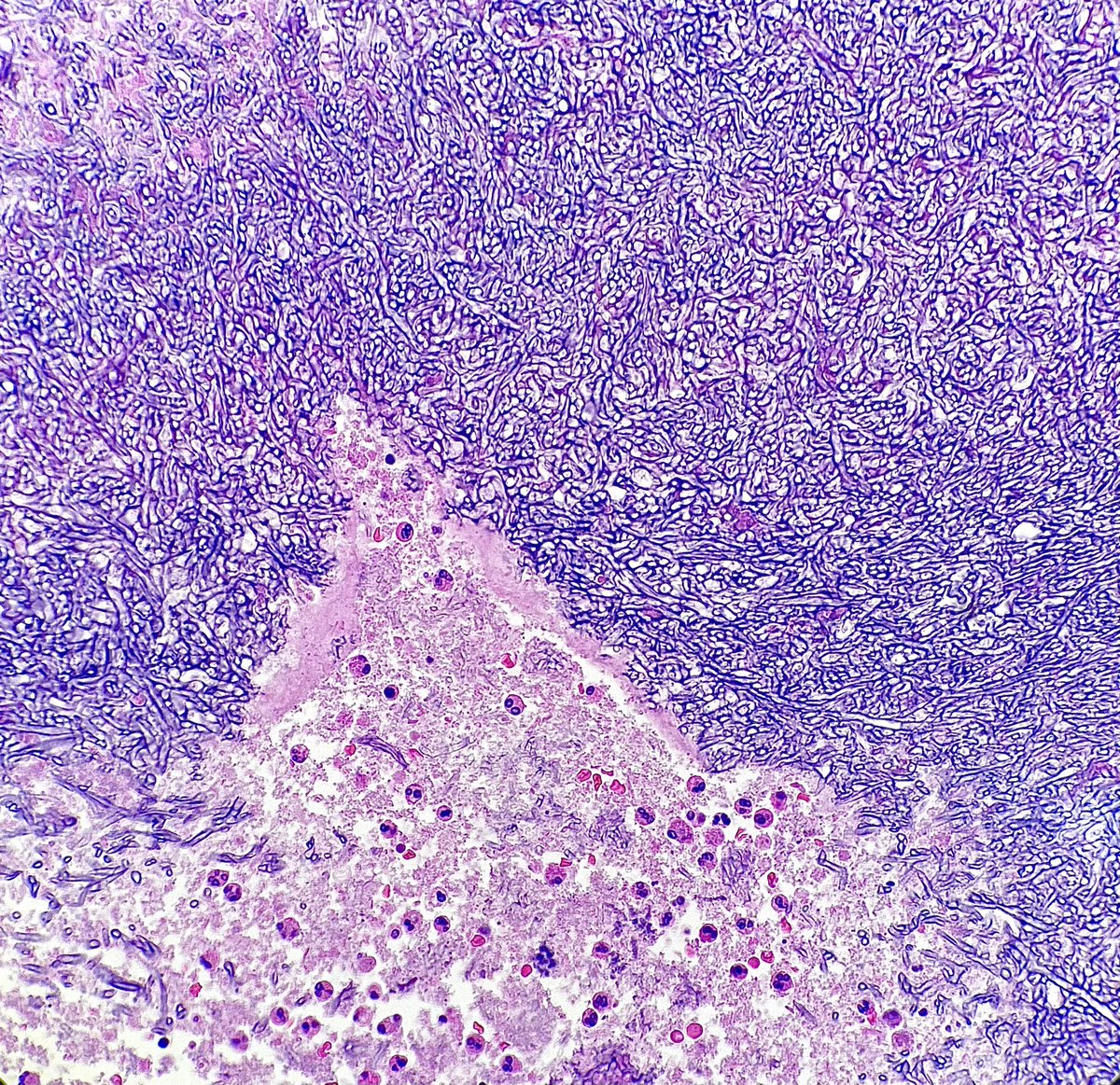 Nathan McGrath tweet media