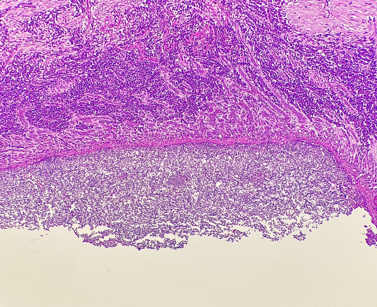 Nathan McGrath tweet media