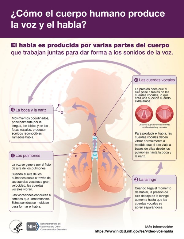 NIH_NIDCD's tweet photo. La voz comienza en los pulmones, pero ¿adónde va desde allí? Descúbralo en nuestra infografía: https://t.co/CdhSiN3iAr https://t.co/2cbUIYb4Mk