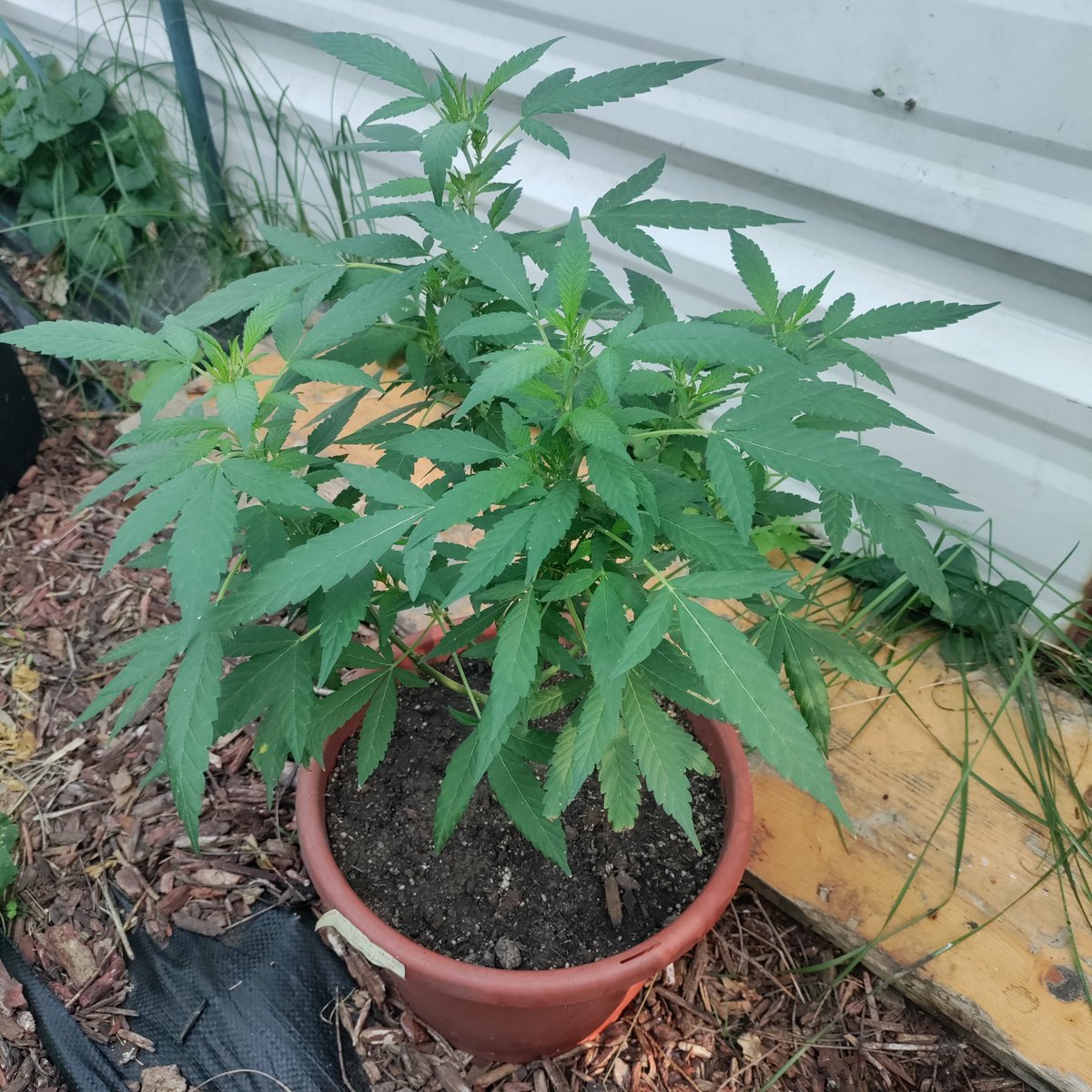 dwin666's tweet photo. Bushy thang I see π€©
#irvinearmy update
Super Silver Haze X Cherry Pie
@irvineseedco @breeder_j
#CannabisCommunity #level1tester #cannabisindustry #cannabisculture #Mmemberville #CannaLand #irvineseeds https://t.co/rYz0e7bnaf