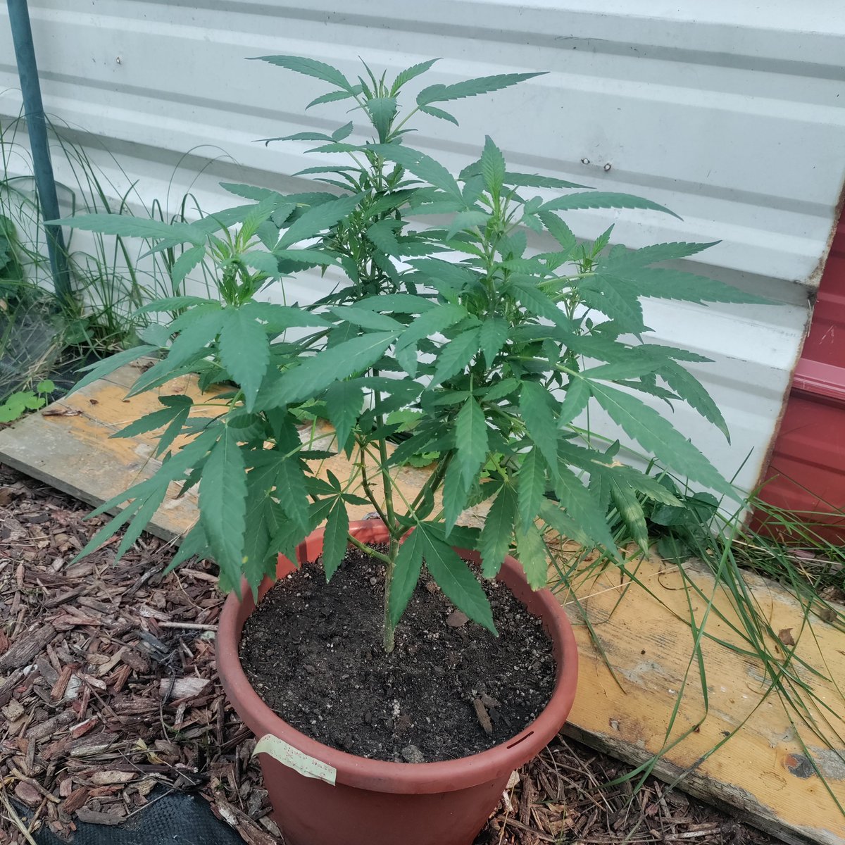 dwin666's tweet photo. Bushy thang I see π€©
#irvinearmy update
Super Silver Haze X Cherry Pie
@irvineseedco @breeder_j
#CannabisCommunity #level1tester #cannabisindustry #cannabisculture #Mmemberville #CannaLand #irvineseeds https://t.co/rYz0e7bnaf