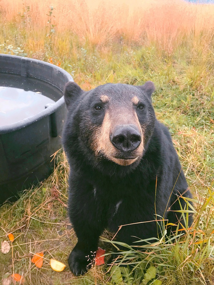 akwildlife's tweet photo. Hi. I'm Kobuk, and I like oranges. 🍊
Fun fact: #bears are omnivores. The bears at AWCC love fresh fruits and vegetables like grapes, lettuce, avocado, and sweet potato! https://t.co/JyRpaDroM8