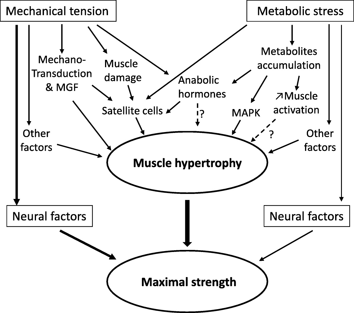 In an attempt to maximize training-related gains in maximal strength and muscle hypertrophy, today's #tbt article authors propose to design new protocols that combine high mechanical tension and metabolic stress. brnw.ch/21wBXPa