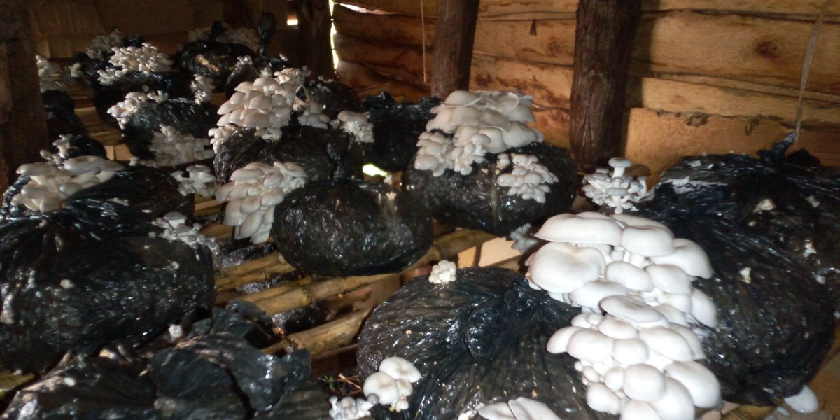 SimbulaV's tweet photo. From the mushroom gardens made on August 8, this is how our growing room looks like today. Mushroom farming is a quick and effective intervention to promote food security & household income among smallholder farmers.
#FeedMeAgain #mushrooms #Ruralfarmers https://t.co/RFPx7EOROX