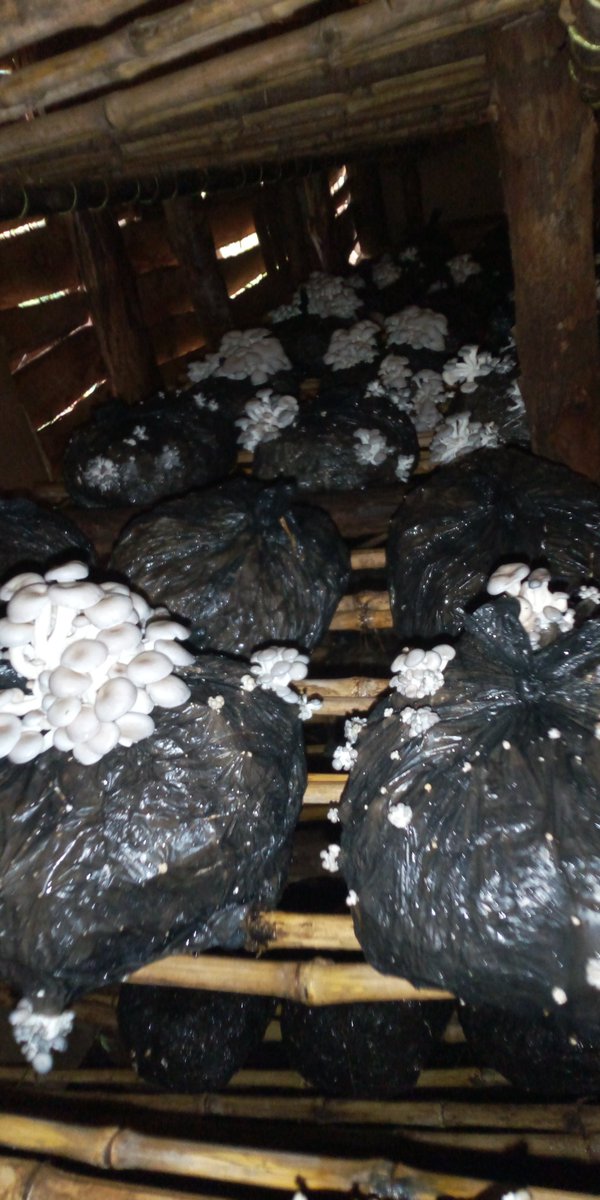 SimbulaV's tweet photo. From the mushroom gardens made on August 8, this is how our growing room looks like today. Mushroom farming is a quick and effective intervention to promote food security & household income among smallholder farmers.
#FeedMeAgain #mushrooms #Ruralfarmers https://t.co/RFPx7EOROX