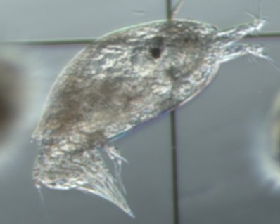 SERCinvasions's tweet photo. #JobAlert 🚨 We're hiring a Laboratory Technician (Marine Larval Biology) to help culture organisms for various research projects focused on marine invert life-cycle biology and invasion ecology in coastal ecosystems 🔬☺️ 

Visit https://t.co/7pd7uiSSvs and apply by August 31st! https://t.co/RXkFUu4iVb
