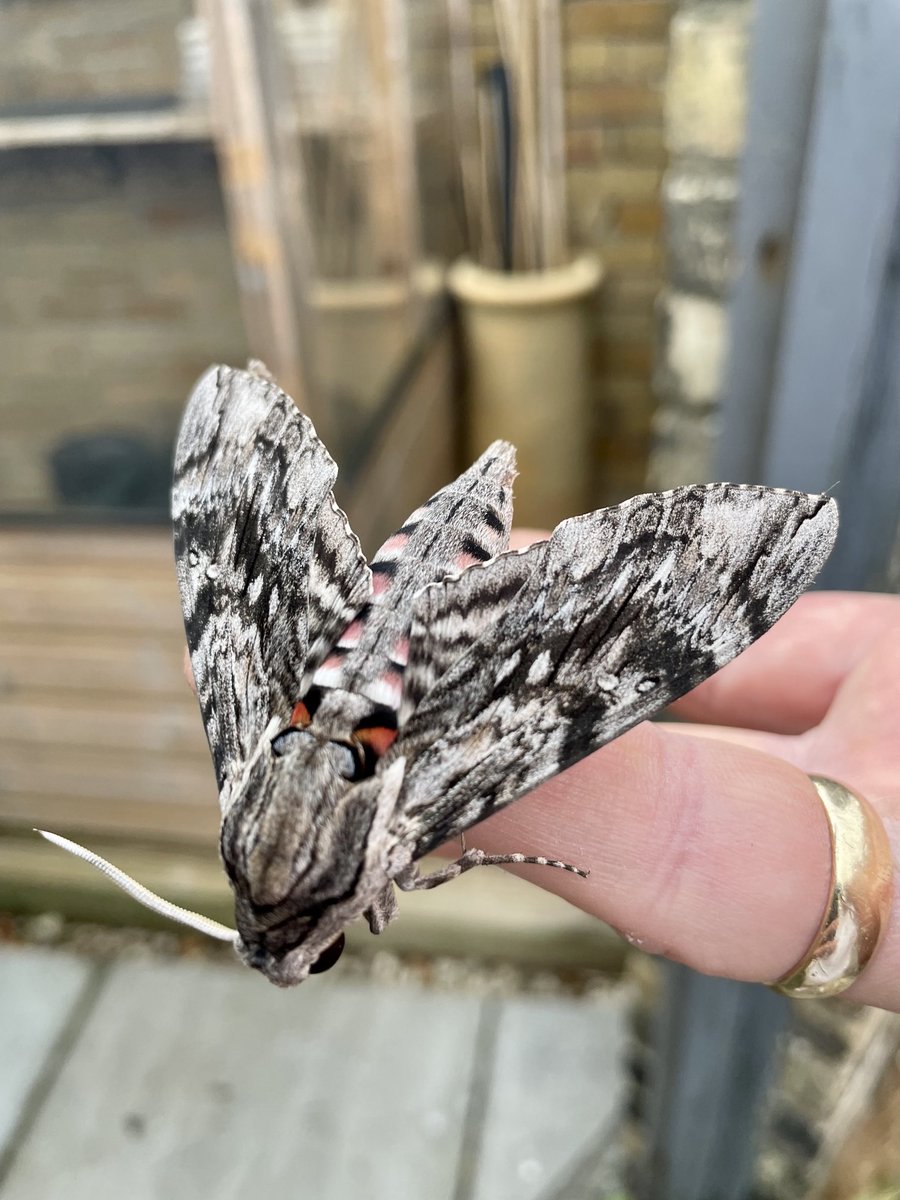TimBrown33's tweet photo. Beautiful Convolvulus Hawkmoth clinging to the eaves of a garage in north Lowestoft this evening https://t.co/EWDMeujyLz