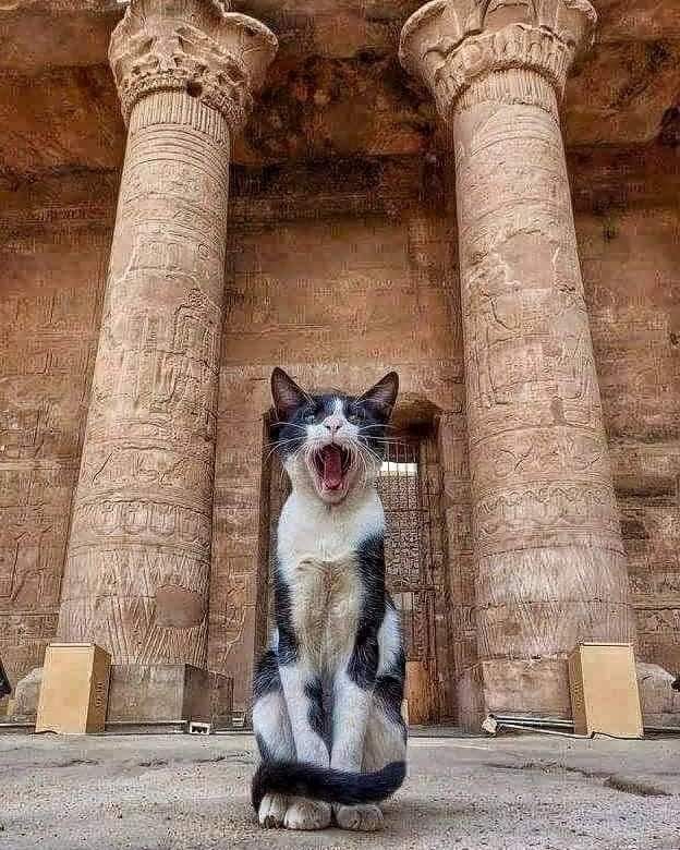 Guardián del Templo de Horus en Edfu, Egipto.