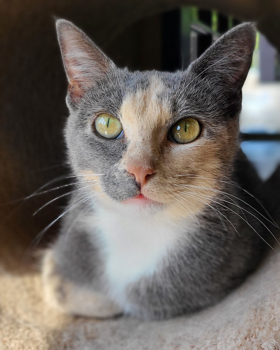 OpenDoorAnimals's tweet photo. I'm Carol ๐ฑ: The perfect personal assistant! ๐ I'm charming, paper-savvy, and a cuddle expert. No dogs allowed, but I'm here to make your life easier and happier! ๐พ #CatsofTwittter #LifeEnhancer #AdoptDontShop https://t.co/xKz2toAr4r
