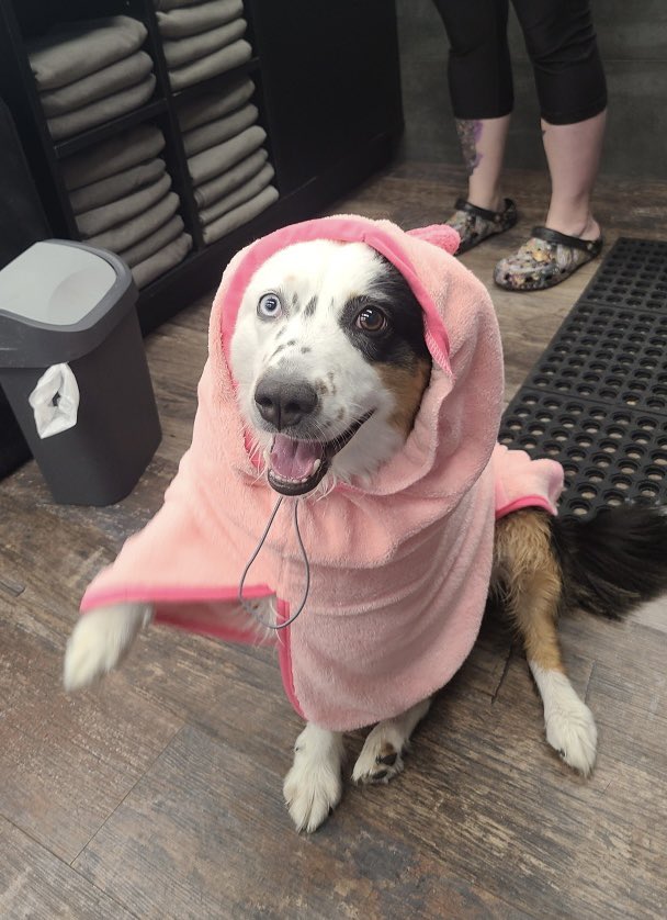 Happiness is a warm blanket, Pixel 😃 🐶!
#cutecustomeralert #pixel #pink #dogsmile #sohappyithurts #cutedog #dogsofinstagram #instadog #yegdogs #yeg #yeggers #edmonton #northside #dogwash #petvalu #loveliveshere ❤️ 🐾 #dogsofx