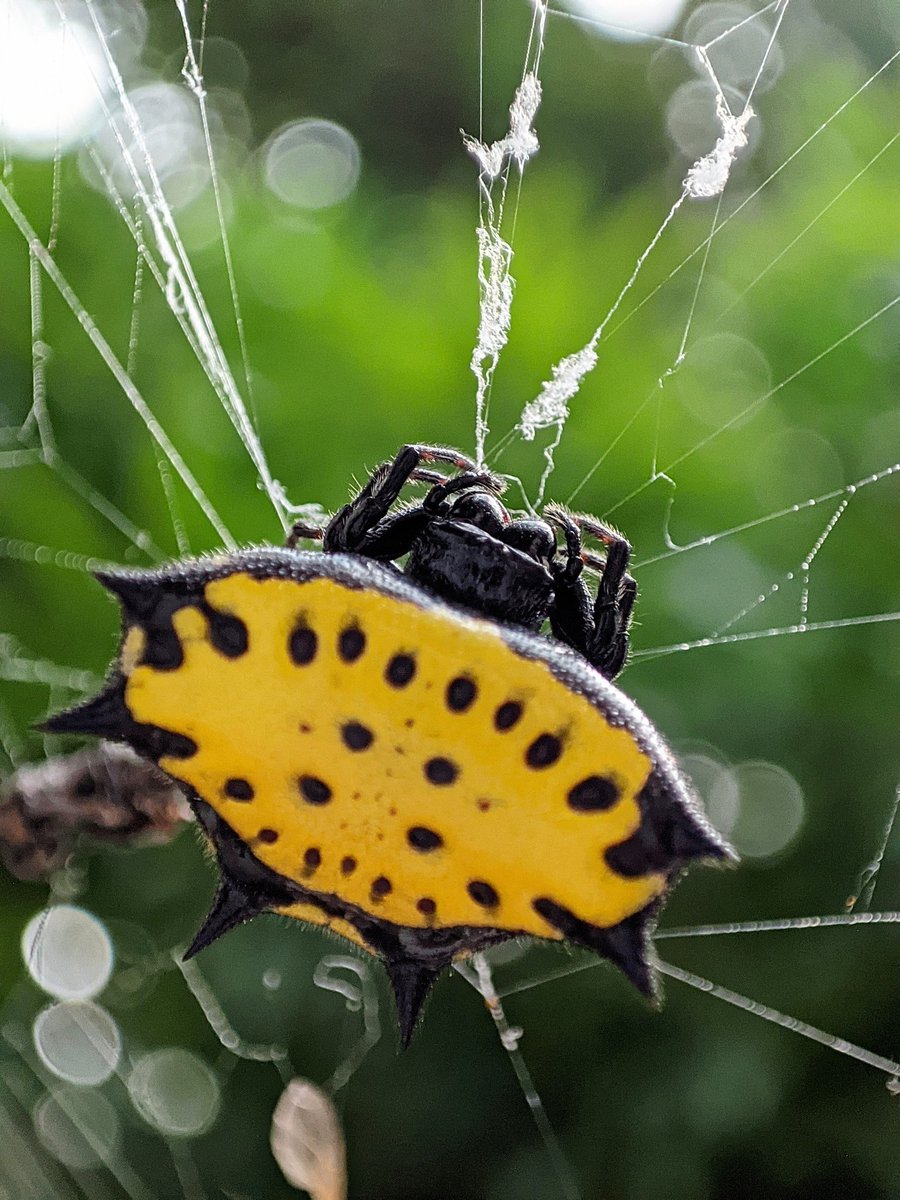 ColoringBerserk's tweet photo. Que tal @Arachno_Cosas, gracias a la información que nos das he perdido el miedo a acercarme (con mucho cuidado) a ciertas especies que no son de #IM y tomarles algunas fotos.
Cómo esta amiguita que encontré comiendo y preparando provisiones. Es en Acapulco, Guerrero, México ✌🏻 https://t.co/yYr6ybuRrI