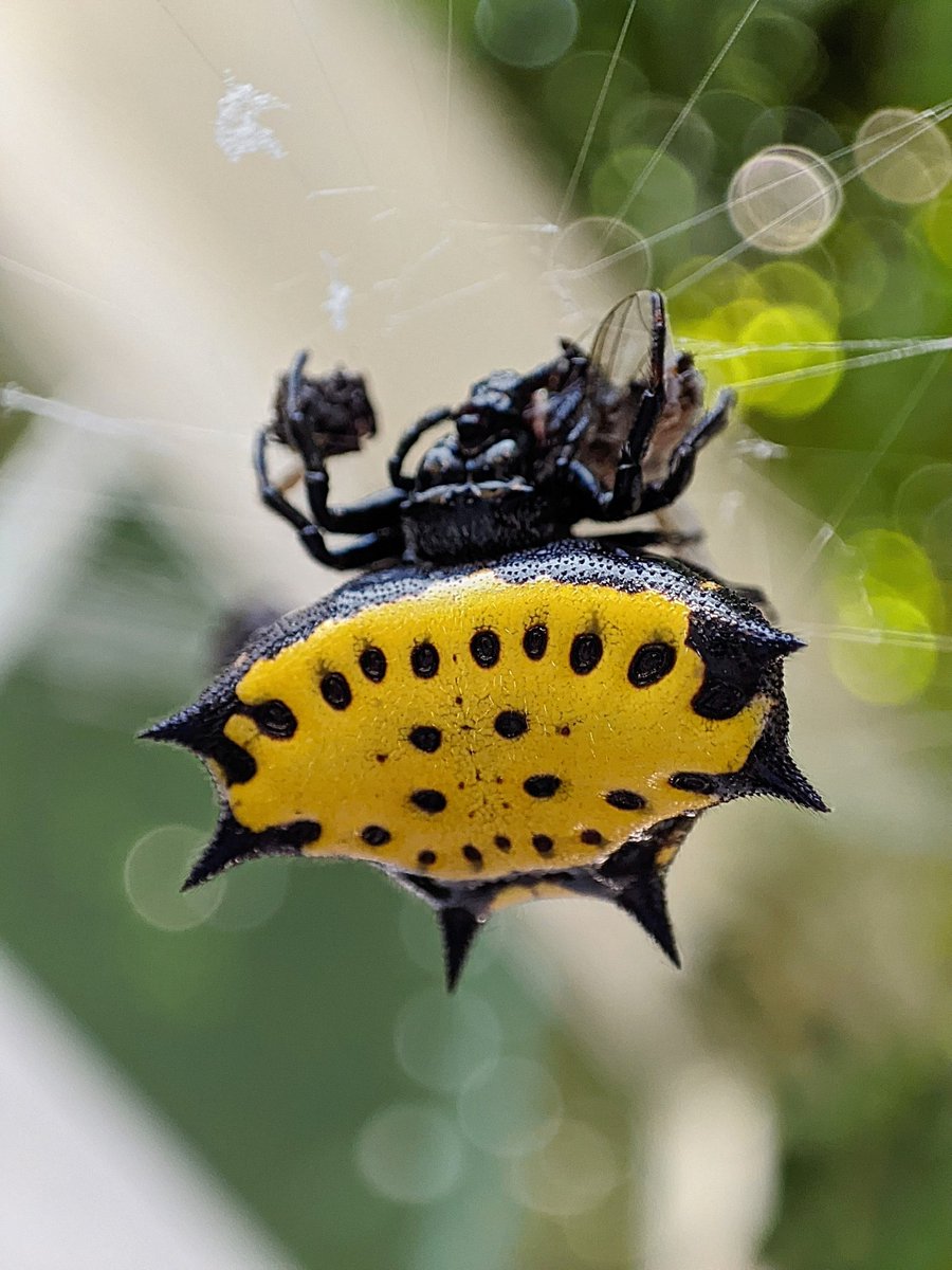 ColoringBerserk's tweet photo. Que tal @Arachno_Cosas, gracias a la información que nos das he perdido el miedo a acercarme (con mucho cuidado) a ciertas especies que no son de #IM y tomarles algunas fotos.
Cómo esta amiguita que encontré comiendo y preparando provisiones. Es en Acapulco, Guerrero, México ✌🏻 https://t.co/yYr6ybuRrI