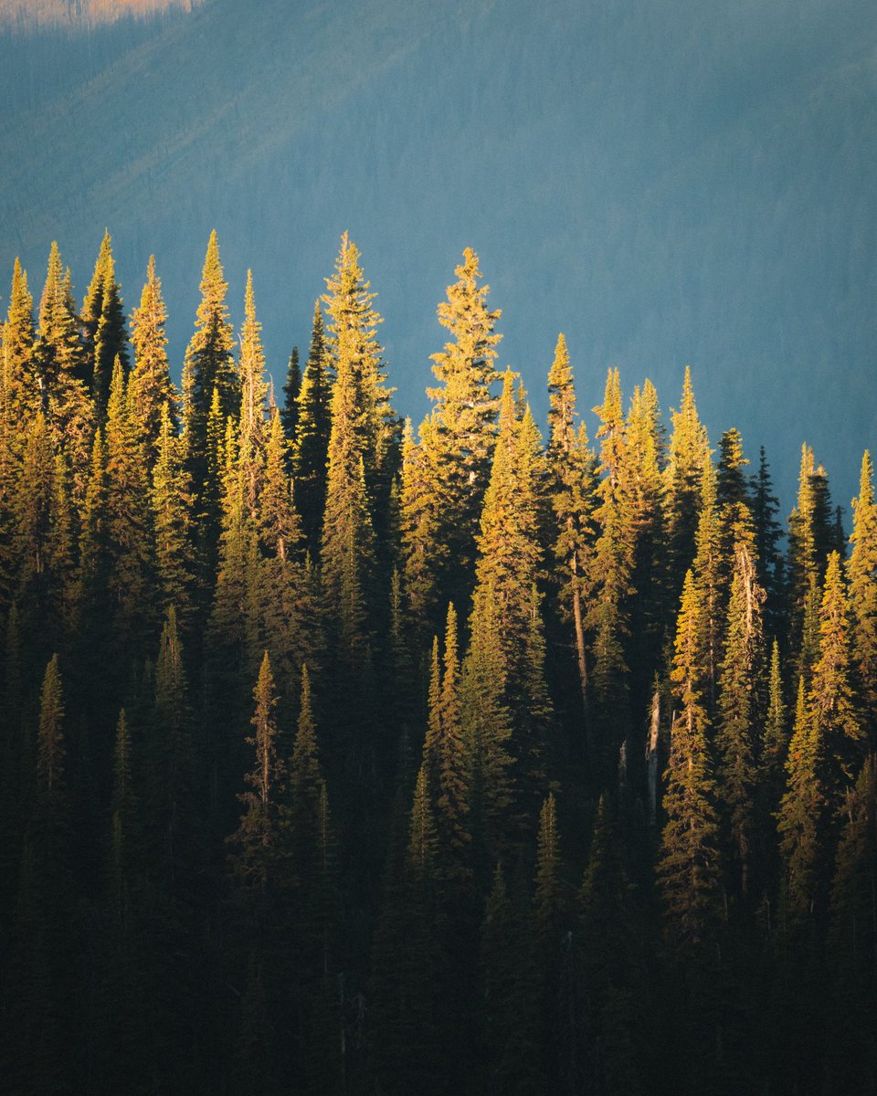 Justin D Kauffman tweet media