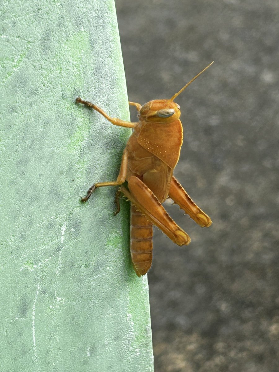 Le #paradis des #insectes
#hauteprovence