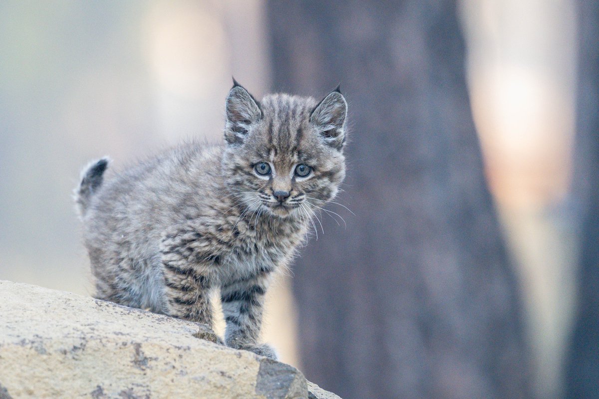 There's only ONE DAY LEFT to grab your raffle tickets for a once-in-a-lifetime chance at naming our bobcat! Sales end TOMORROW, August 25, at 7:00 pm.

Don't miss your chance! Raffle tickets can be found at: bit.ly/bobcat-raffle

📷 John Williams