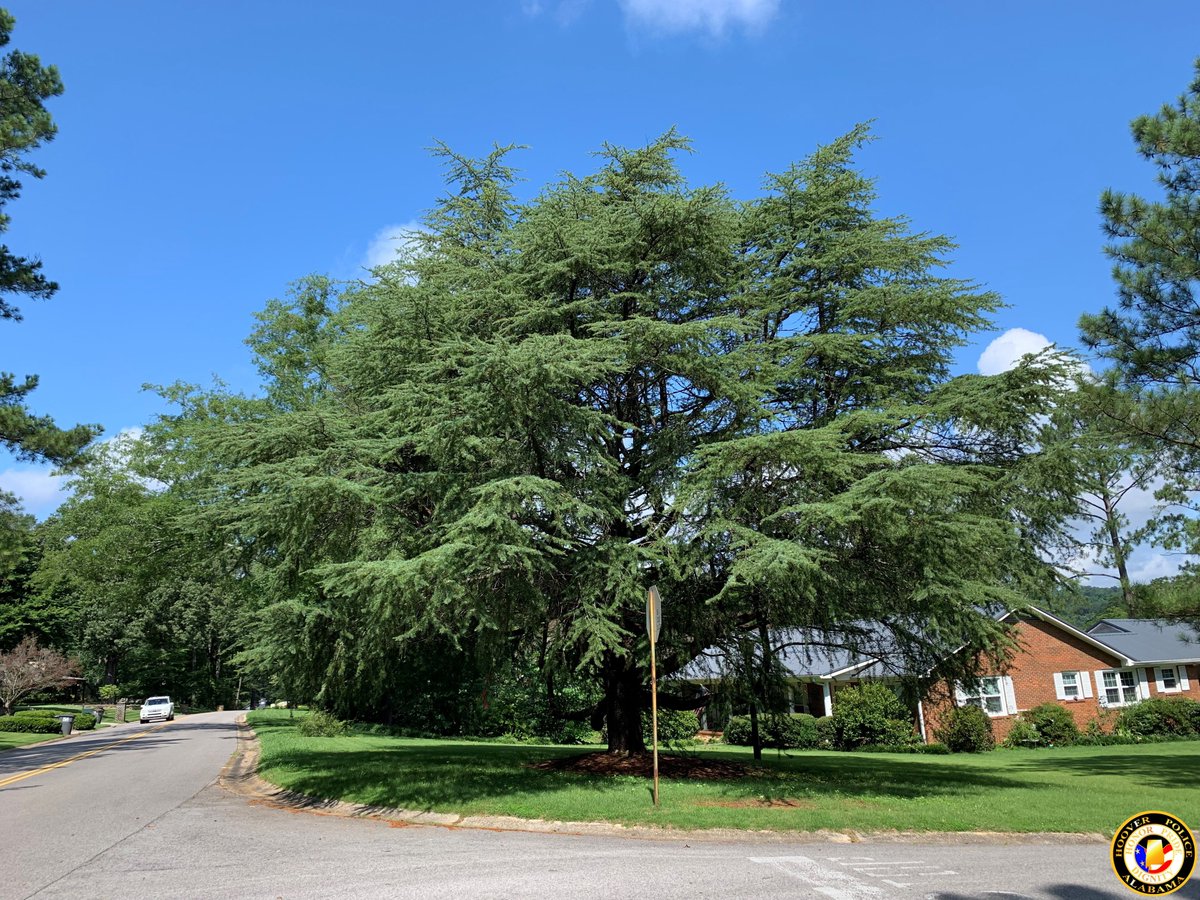 HooverPD's tweet photo. Hoover PD #ThrowbackThursday
Since we have so many new followers from all over the country, how about a little history on an unusual name for one of the City's main streets.
Find out how Deo Dara Drive got its name...🌲🌲
#hooverpd #hooverhistory #HooverTBT #communityengagem https://t.co/57fGarxMio