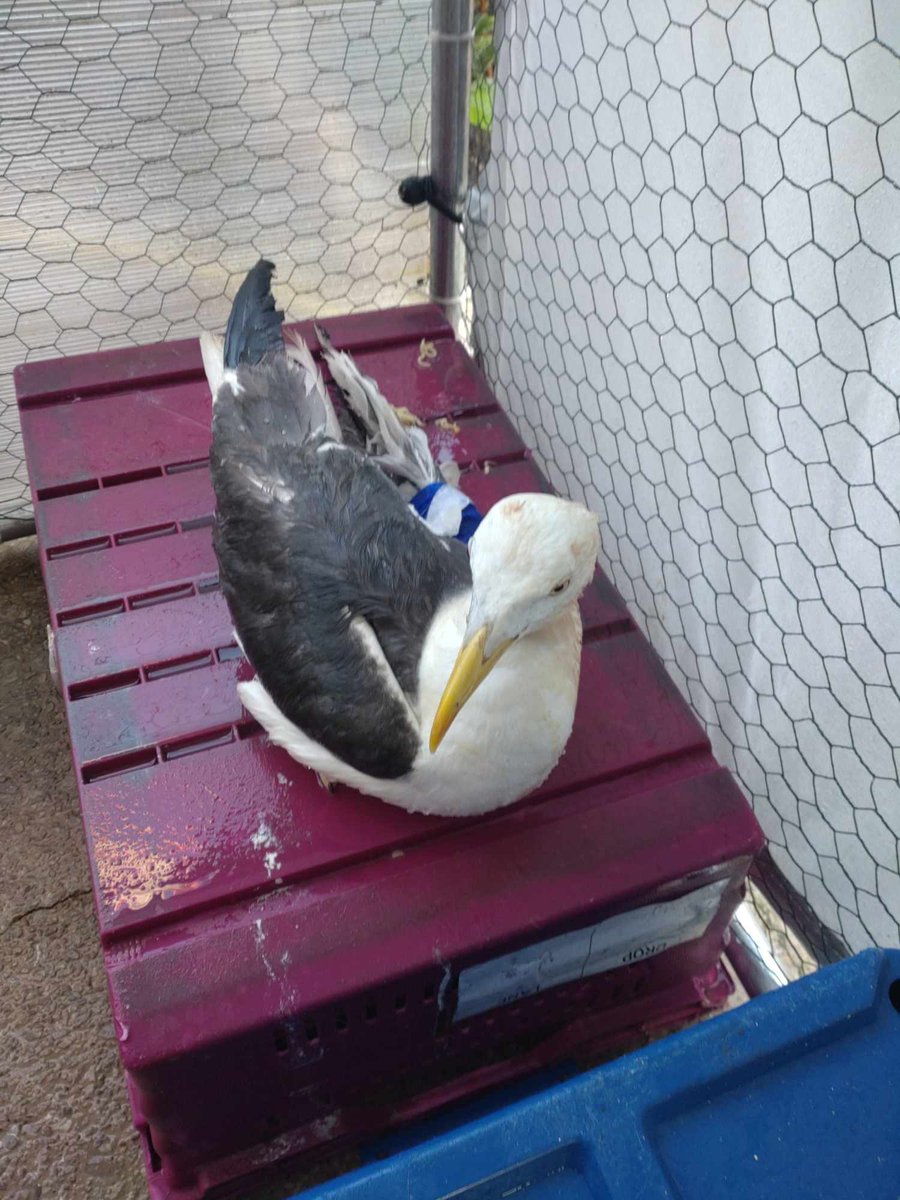 ForFeathers's tweet photo. Lennon had his op today. He is a beautiful Lesser Black-Backed #Gull He was shot near #oakenholt &amp; will never fly again.
Sign &amp; share the petition for mandatory licensing of #airweapons in #England &amp; #WALES 
https://t.co/8DiYJqiJVJ
Less than a month to make it
#wildlife #birds https://t.co/Xf7zpH5mCk
