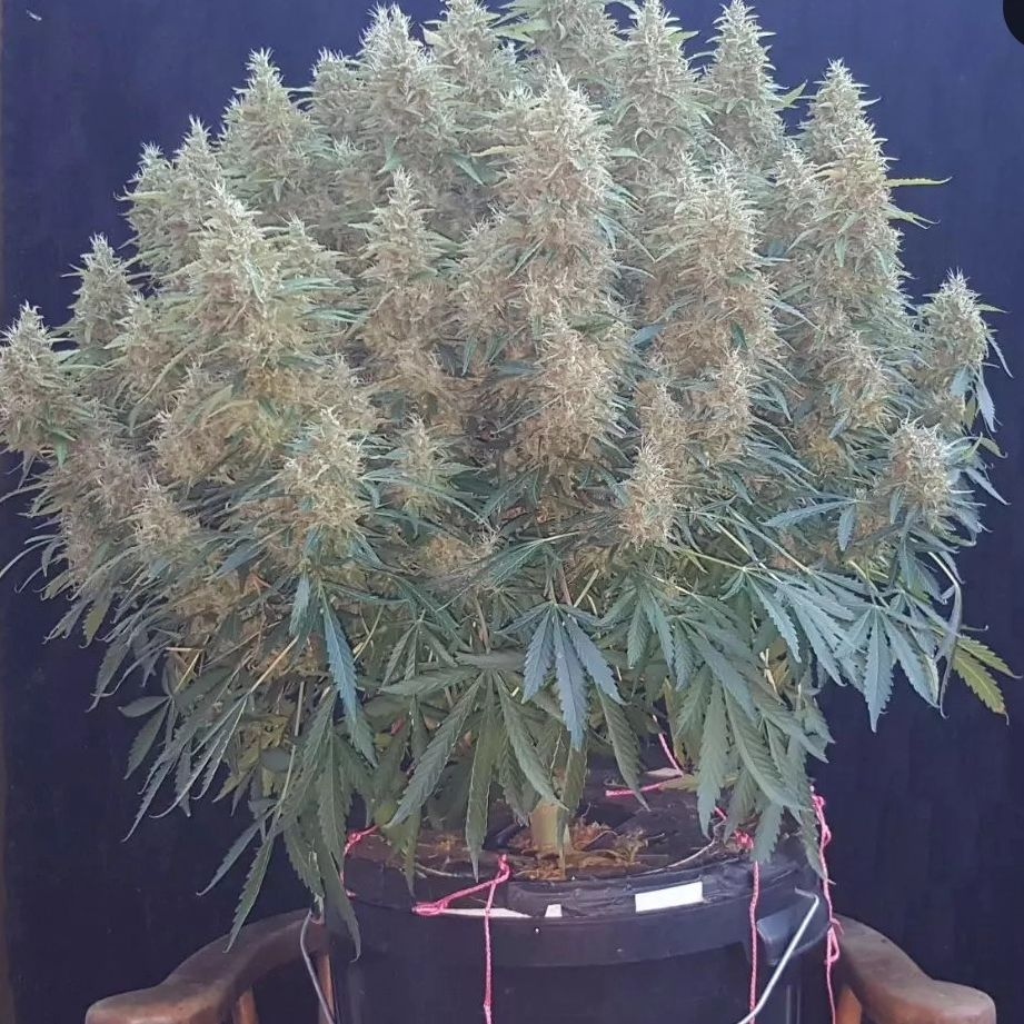 DutchPassion_'s tweet photo. #AutoUltimate is a unique strain. The buds are monstrously big! 🧌Auto Ultimate excels in a room with a high light intensity, which creates many branches where several full and long blooms will form. Seed to harvest takes 12-15 weeks. 🌿
More info: https://t.co/irnyezOY77 https://t.co/HAbuelp62D
