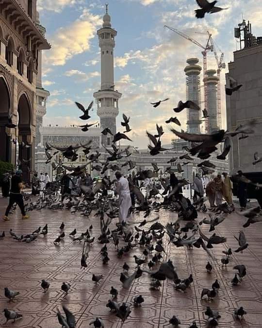 Balaghl's tweet photo. إن الصلاة على ال��بيبِ لنعمةٌ
فيها الأجور من الإلهِ فأكثِرُوا https://t.co/QSJw8ZWchL