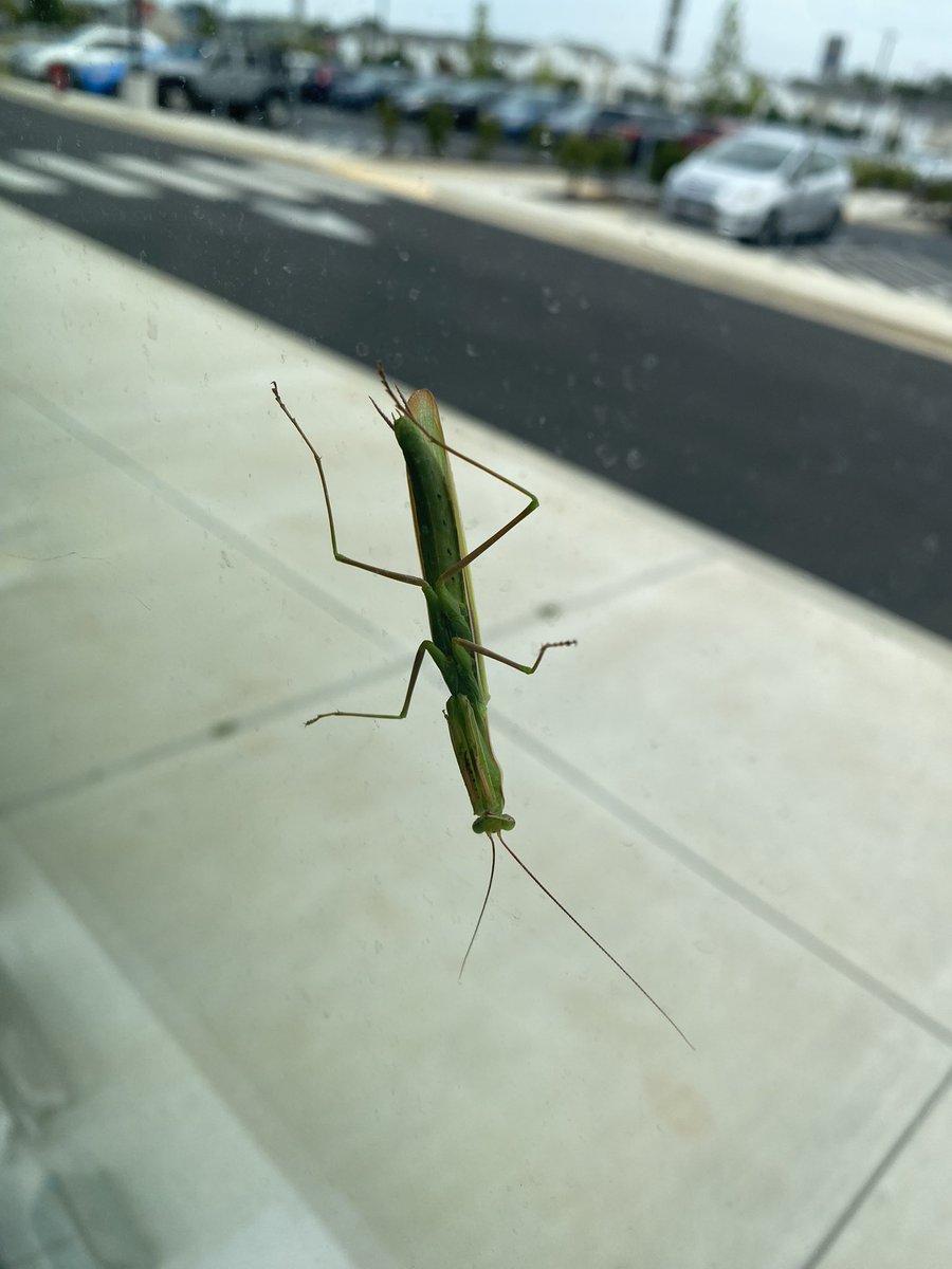 Today we had a cute and unique visitor.