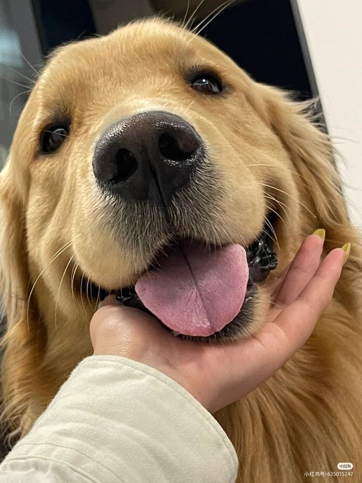coffeewithdog's tweet photo. So cute 😊
#DogLoverGift #DogMom #Pet #DogCollar #DogLover #PetAccessories #DogTag #PersonalizedDogTag #DogIdTag #DogHairBows https://t.co/FUkJxfZVGS
