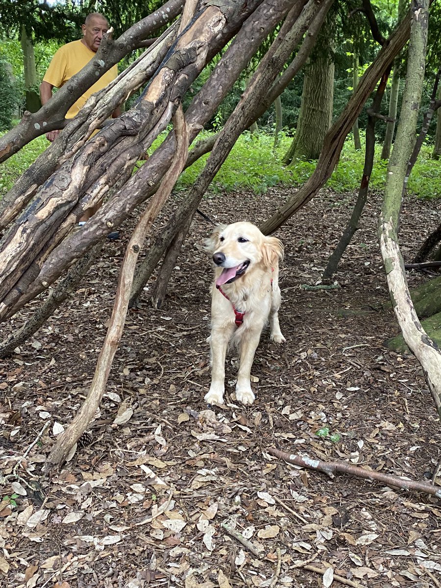 Nancy jordan (@nancyjo26317419) on Twitter photo Hello I’m Zula pretty sure my mum is only gonna be tweeting about me from now on. Here I am in my favourite avenue of trees and I found a wigwam like <a href="/FurzeyRetriever/">Furzey & Thor⚡</a> Hello I’m Zula pretty sure my mum is only gonna be tweeting about me from now on. Here I am in my favourite avenue of trees and I found a wigwam like <a href="/FurzeyRetriever/">Furzey & Thor⚡</a>