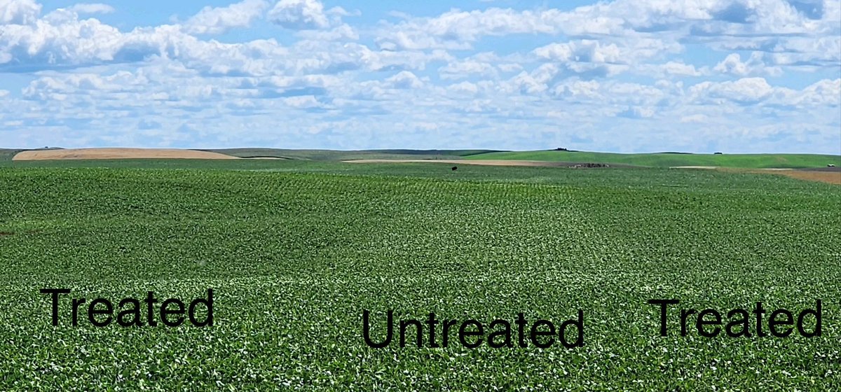 BChrisNP's tweet photo. Very visible check strip with #MiravisNeo on soybeans #planthealth #MiravisChallenge #syngentawestern https://t.co/wshBYiWgfm