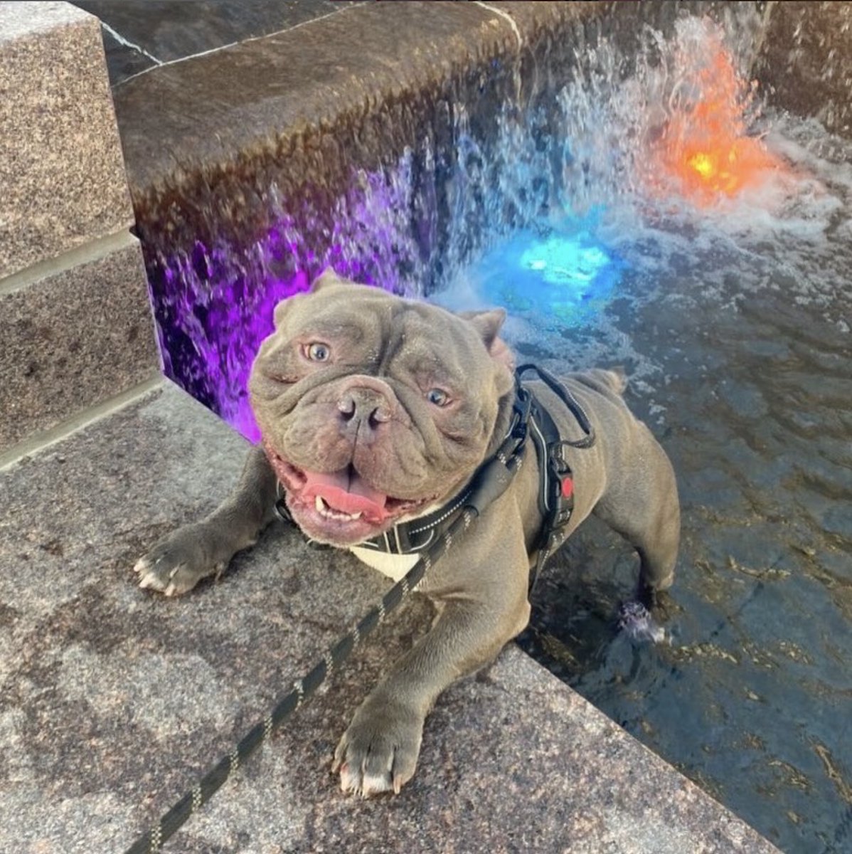 🐶 No matter how hot it is, don't jump in the fountains at Smale Riverfront Park.

Though it's hard to be mad at this rule-breaking face!

📷 : dogsofcincy (IG) #dogdaysofsummer