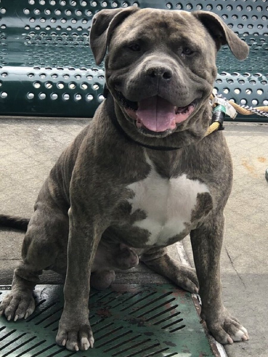 HOURS LEFT, Shadow 179048 is DELISTED in preparation TBK. A proven family pet, he’s affectionate and friendly and playful, but now overwhelmed and scared in NYCACC. He desperately needs a chance -  a Northeast located family with kids age 13+ will save his life. Please let’s get