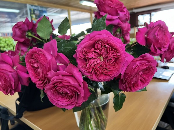 Alexandra Farms unveils newly bred rose <a href="/AlexandraFarms/">Alexandra Farms</a> 
floraldaily.com/article/955354…