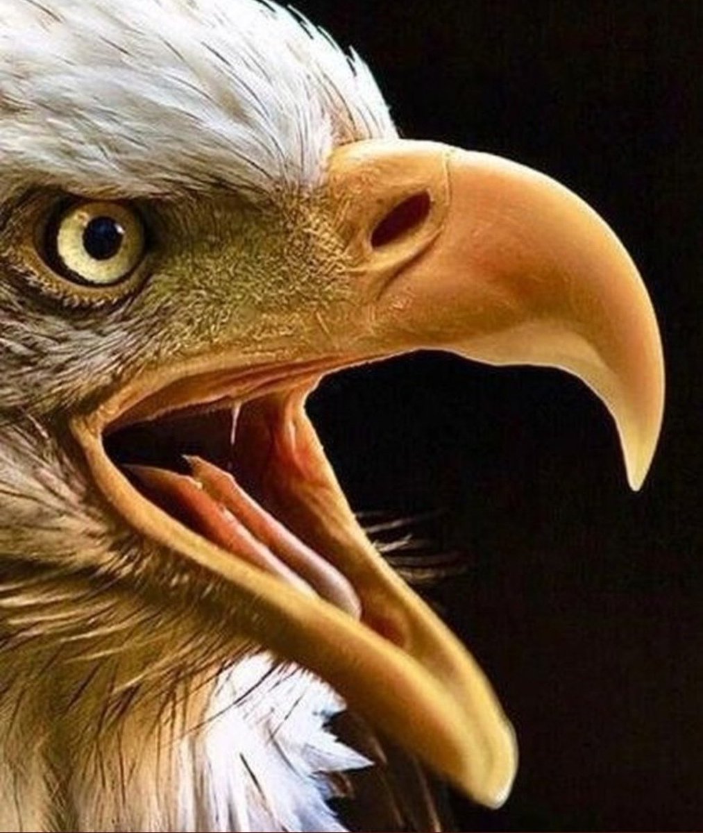 svsates's tweet photo. Tebrikler @Besiktas ım 👏 👏 👏
#DKvBJK https://t.co/xizosIyjZc