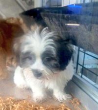 MeowMiya88's tweet photo. 📢🇺🇸🆘️🗽😿Please RT to find Coco #NYC #lostdog #Missingdog #Bronx
#dogsoftwitter 🐕
#DogsOfX https://t.co/cw6CIHJl6X