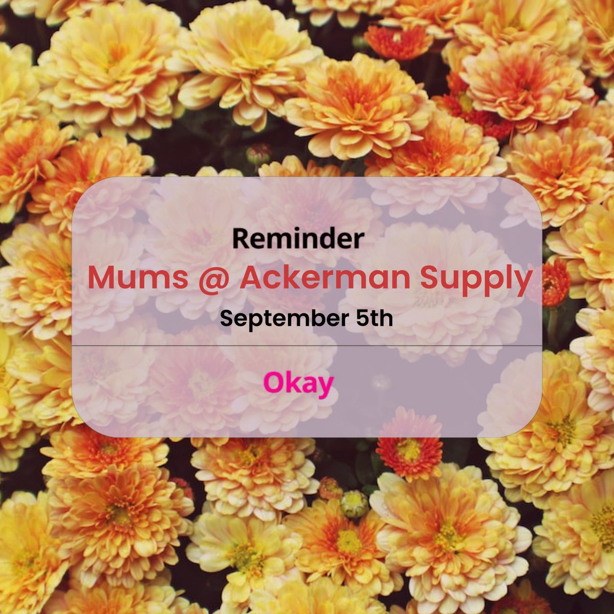 AckermanSupply's tweet photo. Is anyone else counting down the days until cooler temps? Autumn may be a few weeks away still, but we have some beautiful mums coming in stock on Sept 5th that will at least make your house look the part. We will post photos as soon as they are in! https://t.co/30lEUEL3zF