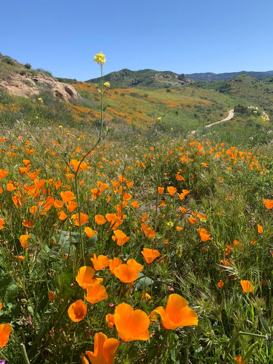 postal_45's tweet photo. Landscape photography showcases the beauty of nature's colors. Colorful sunsets, a sea of colorful flowers, and the soft light of early morning - these brilliant colors make the photographs full of life and vibrancy.📸#The scent of flowers
# Blue skies
# The hillside
#Beauty https://t.co/Y2pto8TCdO