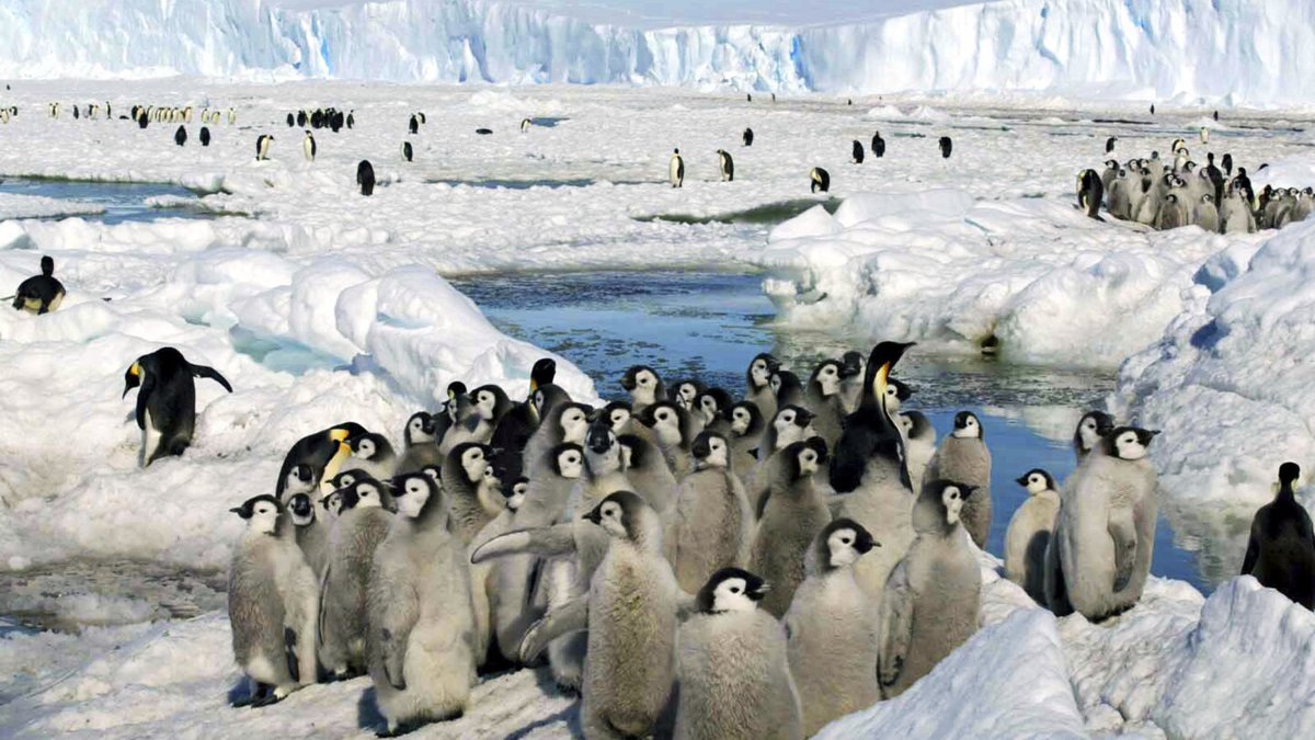 In a new @NatureComms study, @BAS_News researchers found that record-low #Antarctic sea ice is seriously harming emperor penguin chick survival. Find out why #WHOI’s Dan Zitterbart is worried about the future of this threatened species (via @AP): go.whoi.edu/penguin-chicks