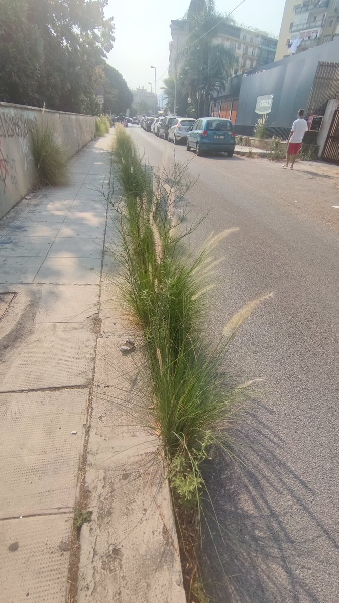 Fabritwitt's tweet photo. @RapPalermo @PalermoToday @diteloindiretta @GDS_it  via Nazario Sauro corsia laterale, la foresta continua a crescere sui marciapiedi. A fianco nella villa pubblica, foglie accatastate da mesi e mai portate via e sacchetti di immondizia. https://t.co/8ojB2pYWNi