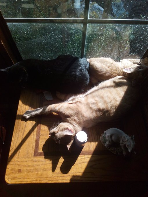 Cats... Because why not 🥰🥰🥰 #cat https://t.co/I7QcaUAchv<a href="/tag/cat"class="tags">#cat</a>