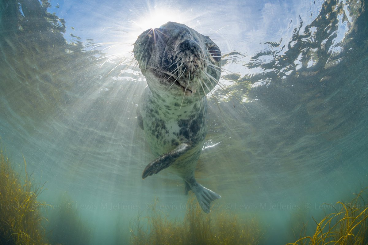 A curious Grey seal glides over me in shallow water - splitting the beams of sunlight - at Lundy Island, Devon, Uk.

#underwaterphotography #marinelife #saveourseas