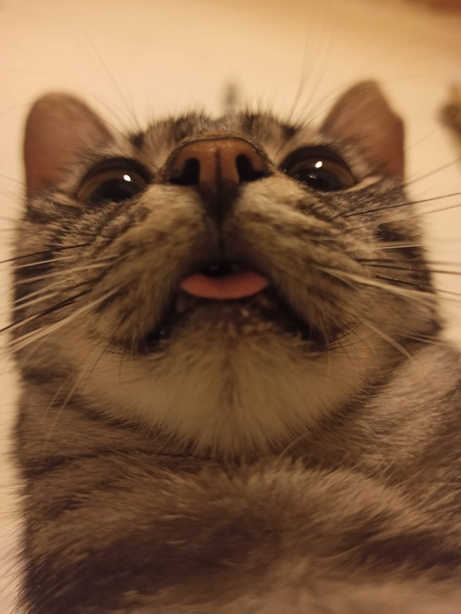 Bu domşuk avıslı mecmun fip tedavisi görüyor ona mama göndermek yada klinik desteği vermek ister misinis 🥺
<a href="/FipMecmun/">fip warrior mecmun</a>