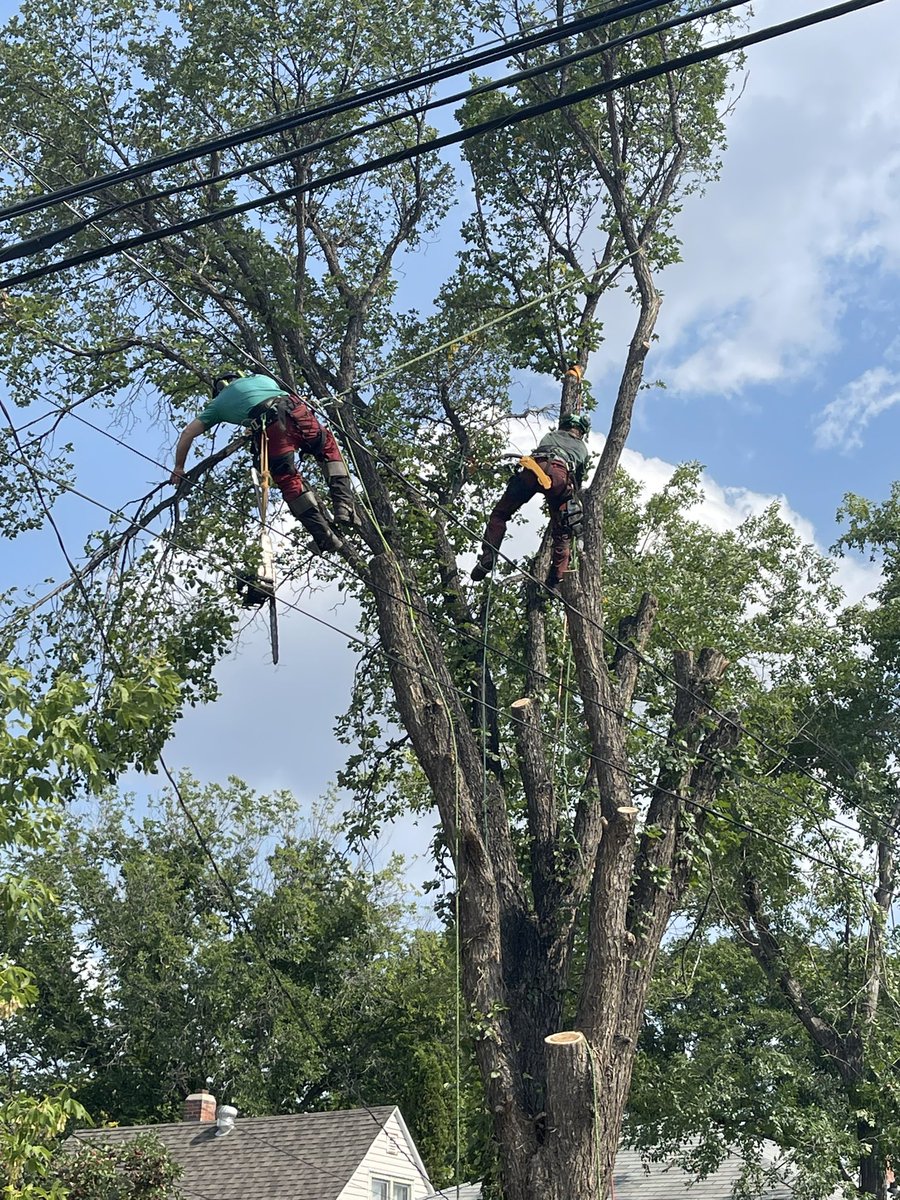 TW_Sask's tweet image. So proud of my son Scott and David. They’ve turned into amazing tree climbers. Honourable mention goes to my other son Brett who works the ropes. #Saskatoon #TreeWork