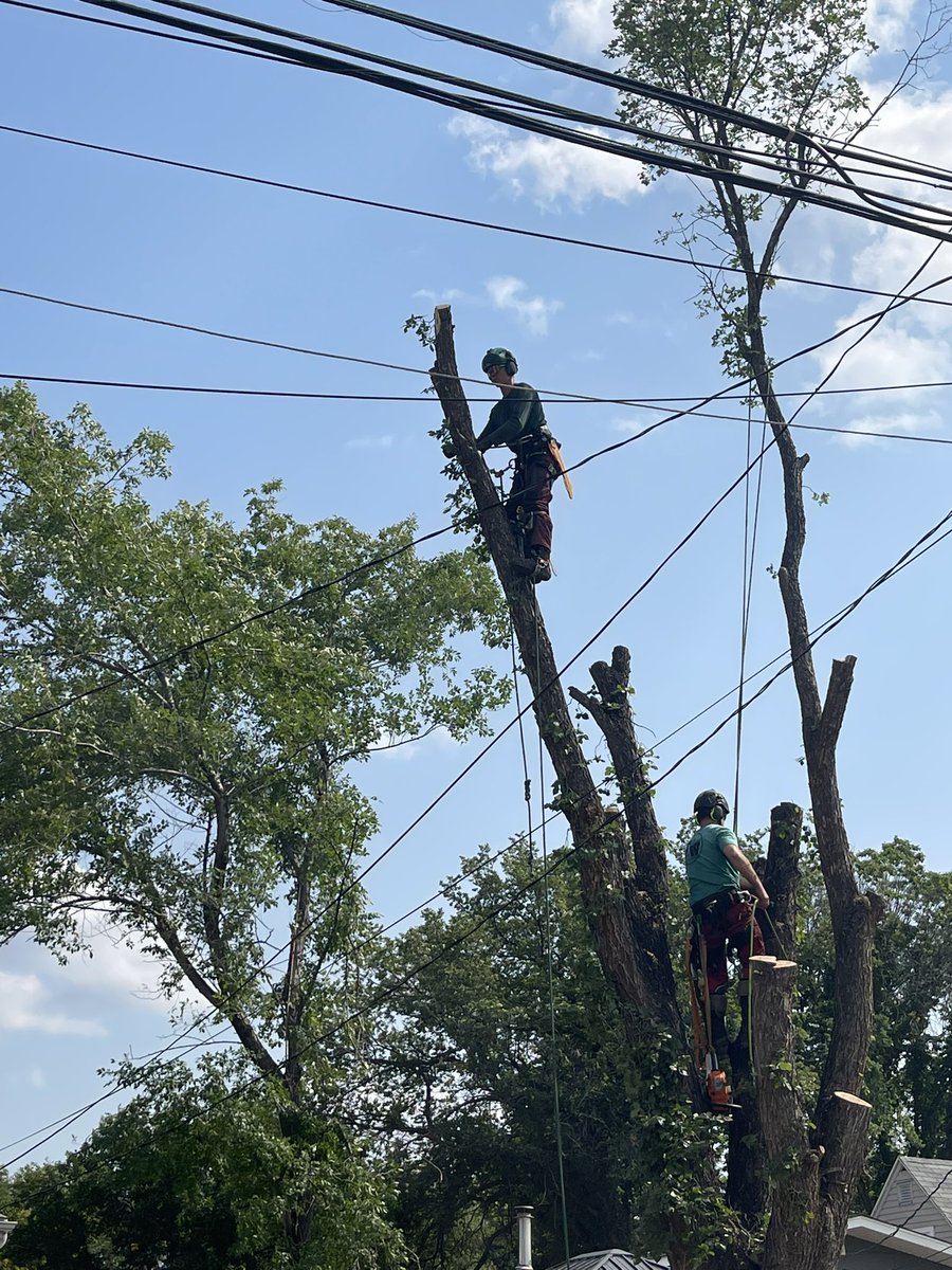 TW_Sask's tweet image. So proud of my son Scott and David. They’ve turned into amazing tree climbers. Honourable mention goes to my other son Brett who works the ropes. #Saskatoon #TreeWork