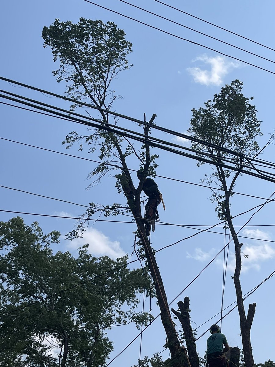 TW_Sask's tweet image. So proud of my son Scott and David. They’ve turned into amazing tree climbers. Honourable mention goes to my other son Brett who works the ropes. #Saskatoon #TreeWork