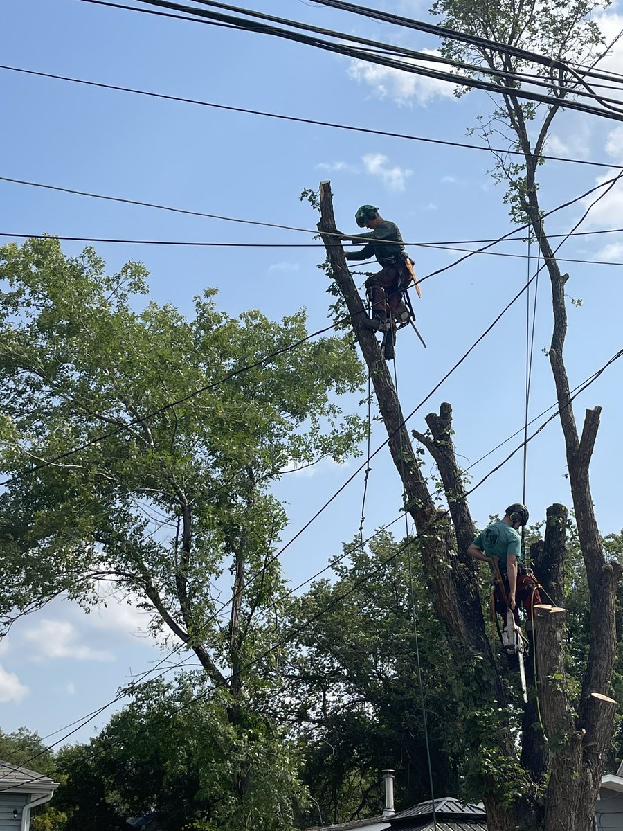 TW_Sask's tweet image. So proud of my son Scott and David. They’ve turned into amazing tree climbers. Honourable mention goes to my other son Brett who works the ropes. #Saskatoon #TreeWork