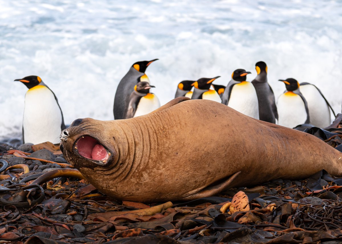 mcgillu's tweet photo. Wind, stars, seals, and mires: A radio astronomer’s journey to Marion Island 

A research assistant from #McGill's Radio Lab describes what life is like in one of the most isolated places on the planet 

Read more: https://t.co/FwOc0ZCnpg https://t.co/nt8A72Mumz