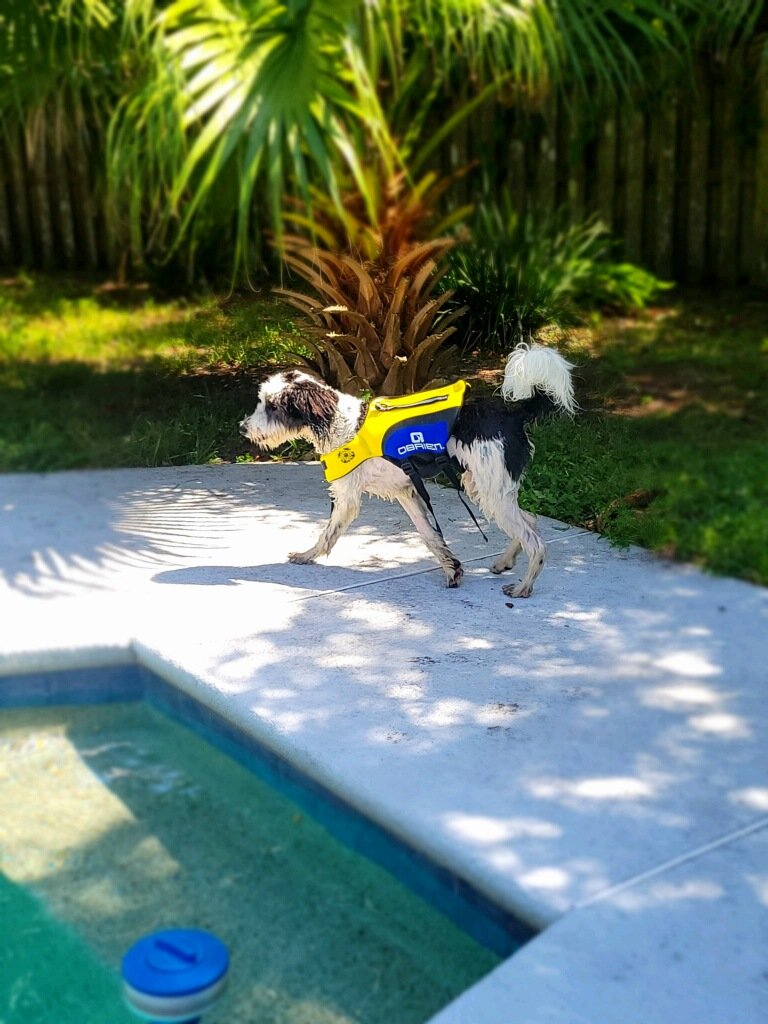 We're at Bentley's house for a couple days! Already having a pool party 🙌😎 #poolparty #dogsoftwitter