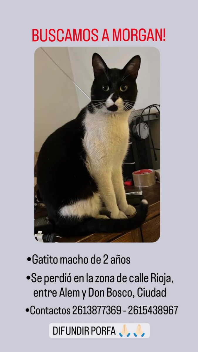SEGUIMOS BUSCANDO A MORGAN! COMPARTIR PORFA 🙏🏼🙏🏼🙏🏼