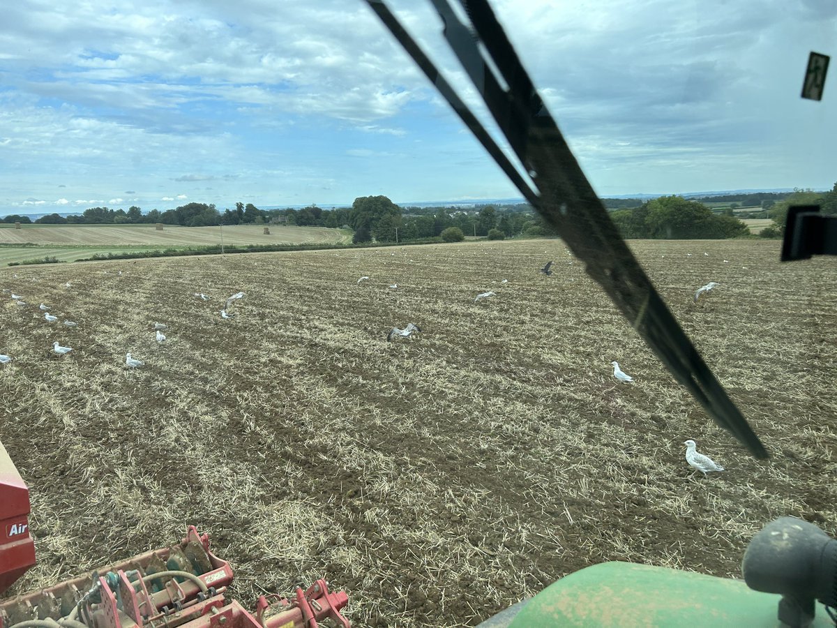 Seagulls in on the action as the Last of the cover crops going into today,(vetch,phacelia,crimson clover buckwheat,oil radish and linseed) this time,roll and just add a passing shower or two tomorrow #wessexwater