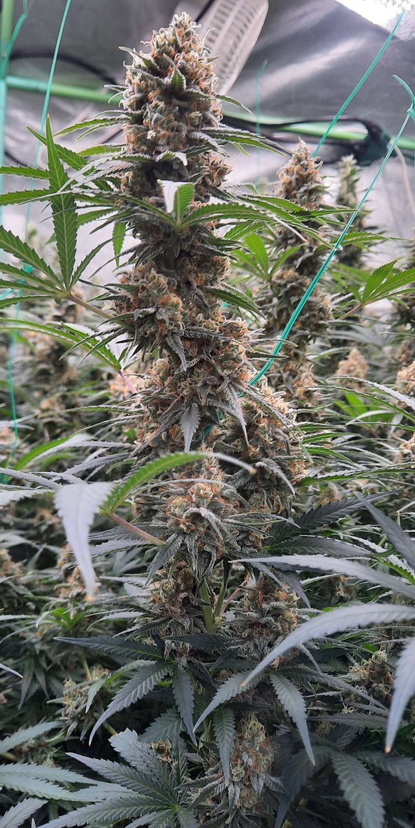 This super stacked cola is another Greencrack Pheno grown  by our good friend FadedMass on discord 
Want us to feature your grow? Share it with us on Discord 👉 Link in Bio

#CannabisCultivation #CannaFam #GreenThumb #CannabisCommunity #CannabisCulture #Mmemberville