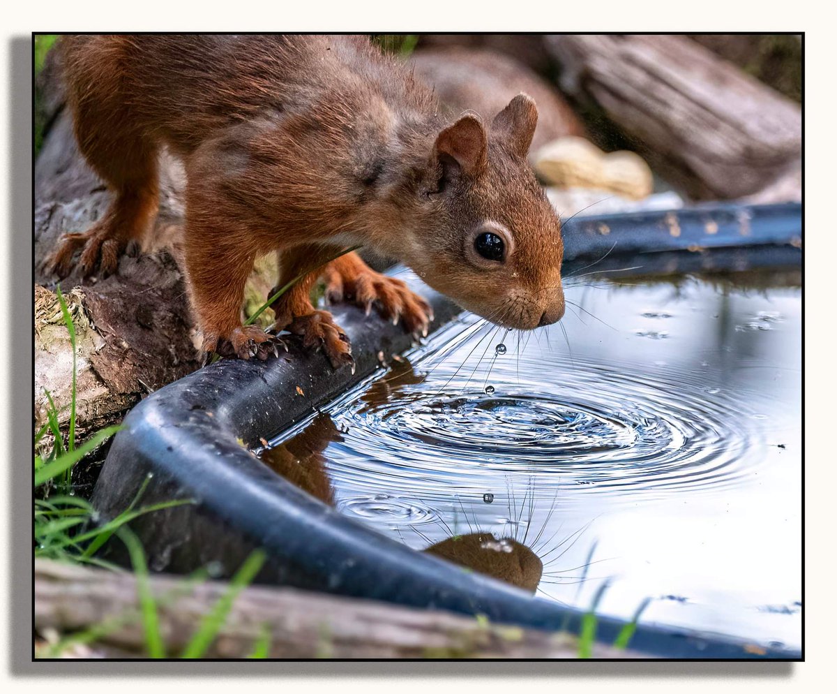 LooperzLou's tweet photo. #redsquirrel #weered #redsrule @OurSquirrels @ScotSquirrels #drinking #cutetongue #cute #beautiful #nature #photography #wildlife #scamps https://t.co/0AcSbI7TpC