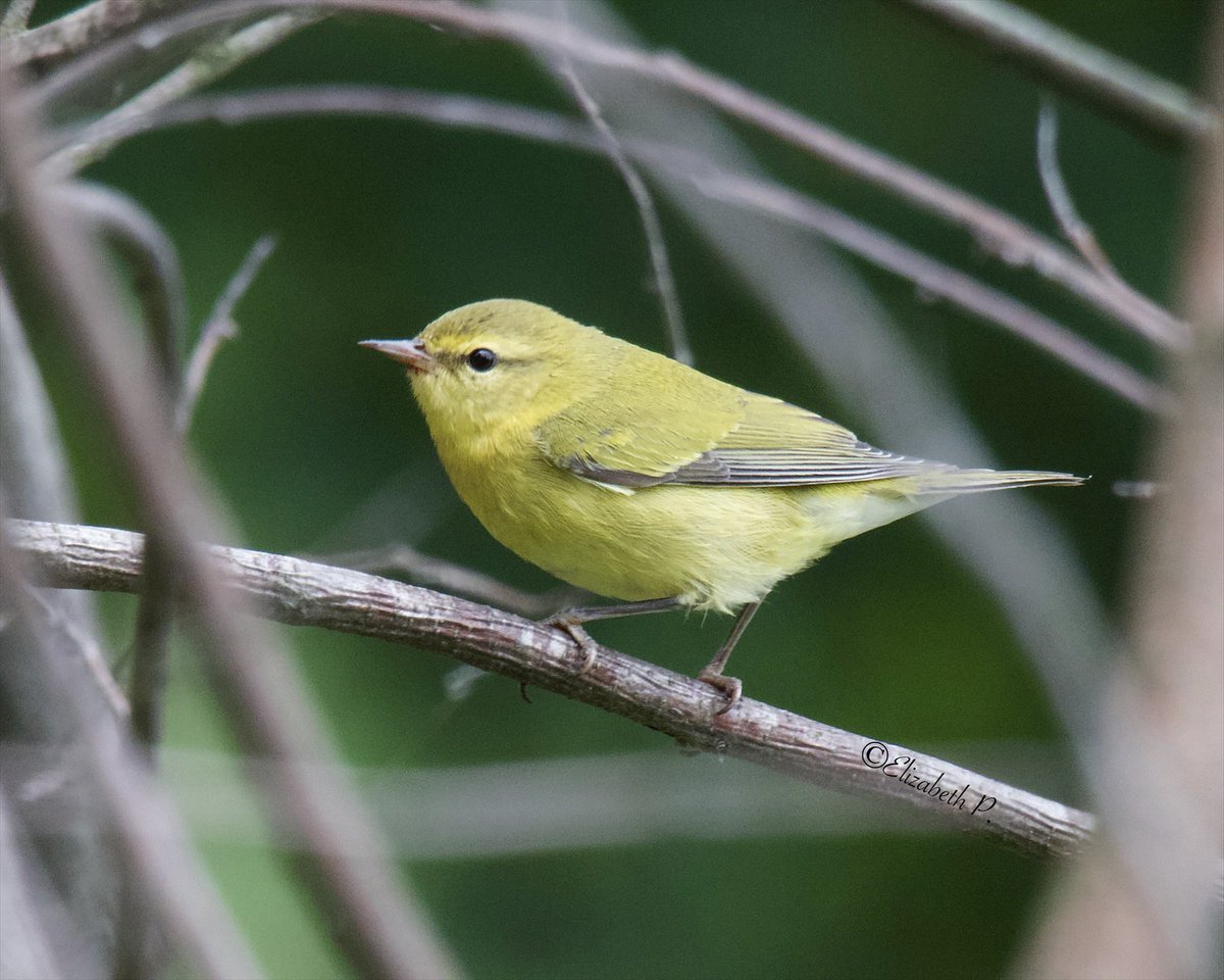 ElizabethP501's tweet image. #TennesseeWarbler today @GreenWoodHF